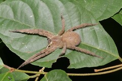 Phoneutria boliviensis