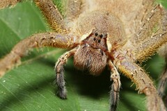 Phoneutria boliviensis