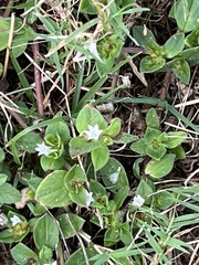 Richardia brasiliensis