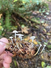 Strobilurus trullisatus