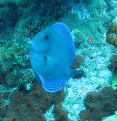 Acanthurus coeruleus