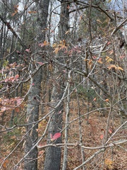 Rhododendron calendulaceum