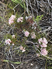 Serruria ascendens
