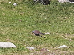 Columba guinea