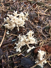 Clavulina coralloides