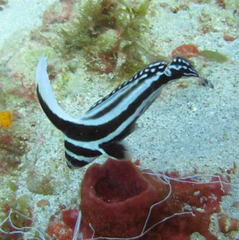 Eques punctatus