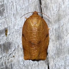 Choristoneura obsoletana