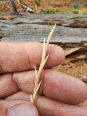 Thinopyrum obtusiflorum