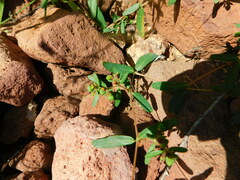 Euphorbia trachysperma