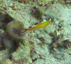 Serranus tabacarius