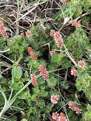 Acalypha radians