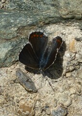 Polyommatus bellargus