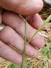 Thinopyrum obtusiflorum