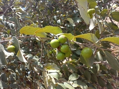 Ziziphus mucronata