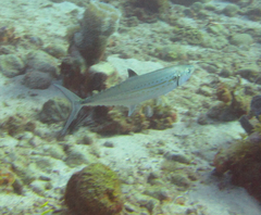 Scomberomorus regalis