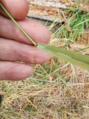 Thinopyrum obtusiflorum