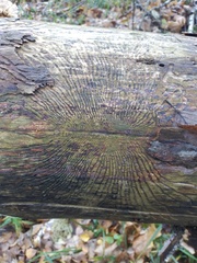 Scolytus