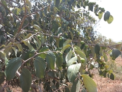 Ziziphus mucronata