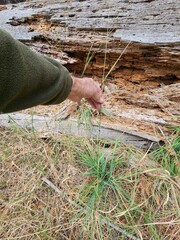 Thinopyrum obtusiflorum