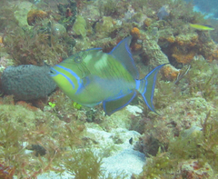 Balistes vetula