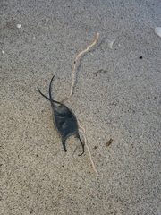Leucoraja erinaceus