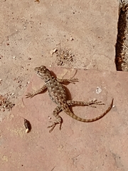 Sceloporus bimaculosus