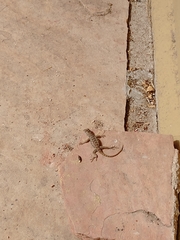 Sceloporus bimaculosus