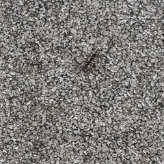 Brachyponera chinensis