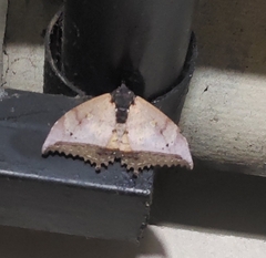 Pterocyclophora pictimargo