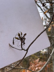 Rhododendron calendulaceum