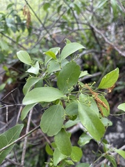 Pristimera longipetiolata