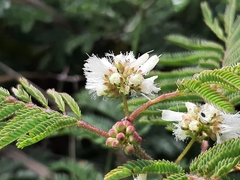 Painteria leptophylla