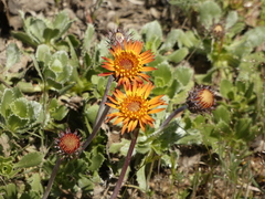 Haplopappus macrocephalus