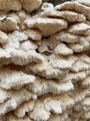 Irpiciporus
