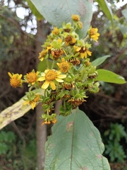 Smallanthus pyramidalis