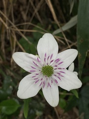 Knowltonia hepaticifolia