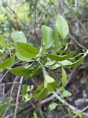 Pristimera longipetiolata