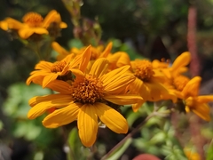 Aldama buddlejiformis