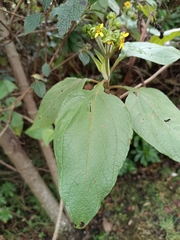 Smallanthus pyramidalis