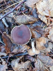 Cortinarius ohlone