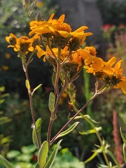 Aldama buddlejiformis
