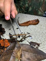 Exocnophila