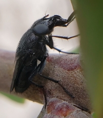 Rhiniidae