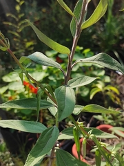 Aldama buddlejiformis