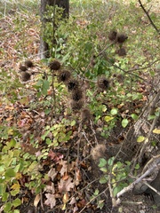 Arctium lappa