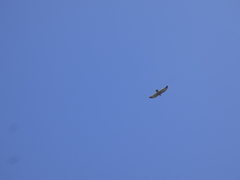 Buteo albigula
