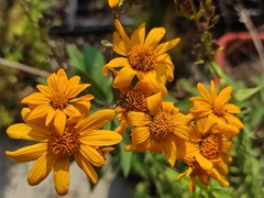 Aldama buddlejiformis