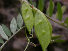 Vicia disperma