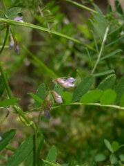 Vicia disperma