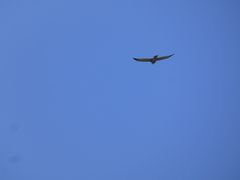 Buteo albigula